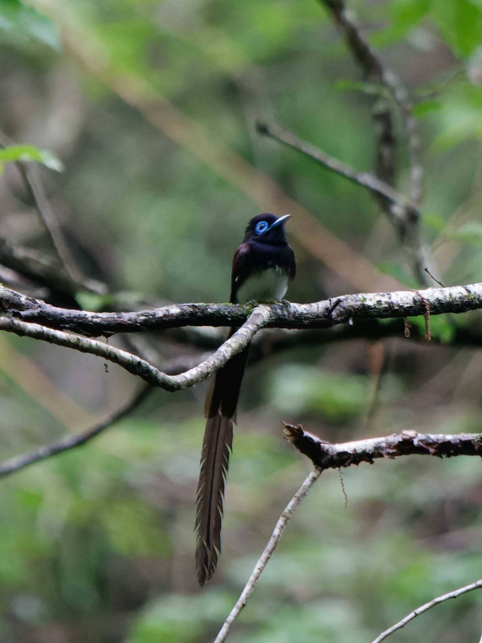 Photo of Black Paradise Flycatcher at 八王子城跡 by 丁稚