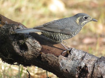 Chestnut-bellied Rock Thrush Doi Angkhang View Point Unknown Date