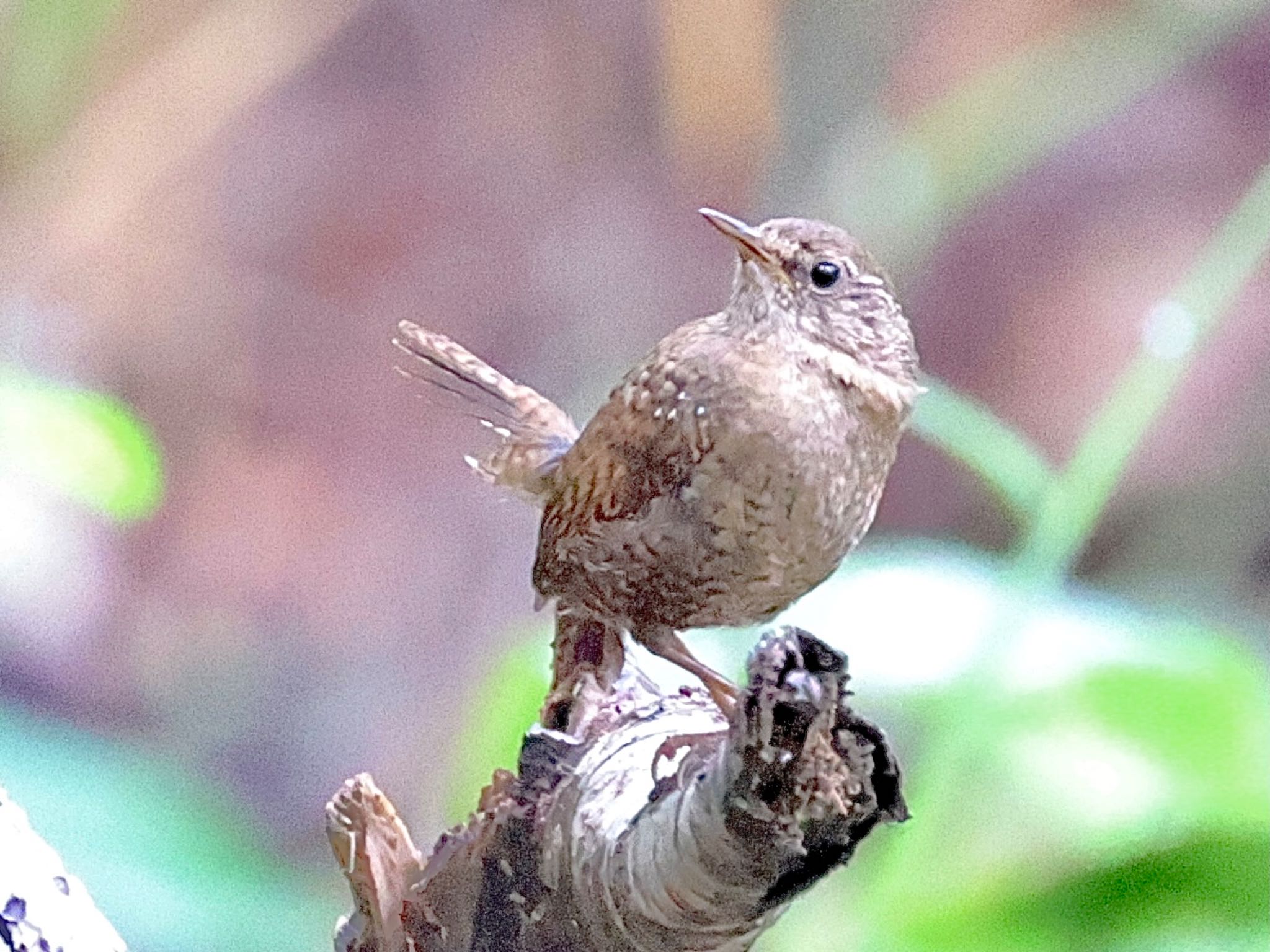 長野県御泉水野鳥園他 ミソサザイの写真 by カルル