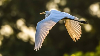 Great Egret(modesta)  静岡県原野谷川(袋井市) Fri, 8/14/2020