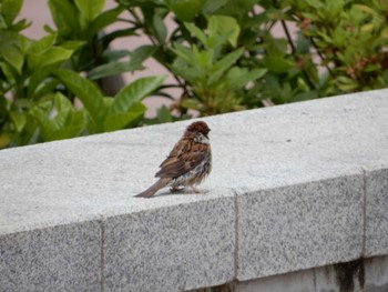 2022年6月17日(金) 平和の森公園、妙正寺川の野鳥観察記録