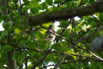 クロツグミ 旭山記念公園 2022年5月26日(木)