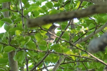 クロツグミ 旭山記念公園 2022年5月26日(木)