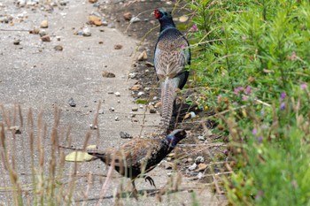 Green Pheasant 境川遊水地公園 Sun, 6/12/2022