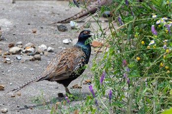 Green Pheasant 境川遊水地公園 Sun, 6/12/2022