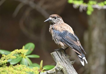 Fri, 6/17/2022 Birding report at Okuniwaso(Mt. Fuji)