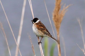 Common Reed Bunting はまなすの丘公園(石狩市) Sat, 6/11/2022