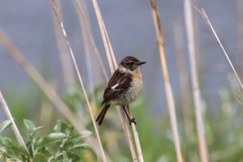 African Stonechat はまなすの丘公園(石狩市) Sat, 6/11/2022