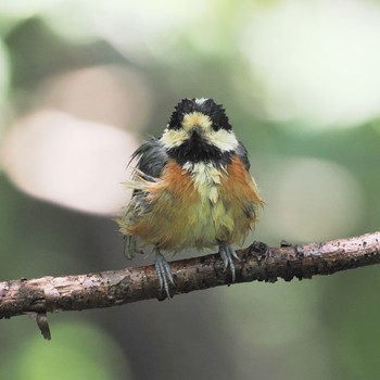 2022年6月13日(月) 権現山(弘法山公園)の野鳥観察記録