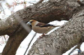 シメ 明石公園 2022年4月3日(日)