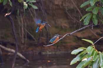 Common Kingfisher 大阪都市公園 Fri, 6/17/2022