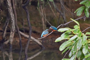 Common Kingfisher 大阪都市公園 Fri, 6/17/2022