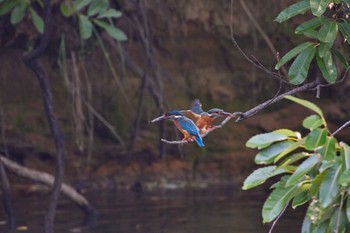 Common Kingfisher 大阪都市公園 Fri, 6/17/2022