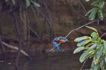 Common Kingfisher 大阪都市公園 Fri, 6/17/2022