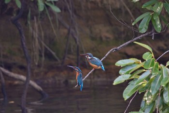 Common Kingfisher 大阪都市公園 Fri, 6/17/2022