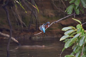 Common Kingfisher 大阪都市公園 Fri, 6/17/2022