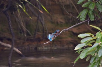 Common Kingfisher 大阪都市公園 Fri, 6/17/2022