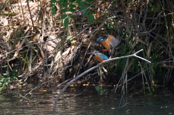 Common Kingfisher 大阪都市公園 Fri, 6/17/2022