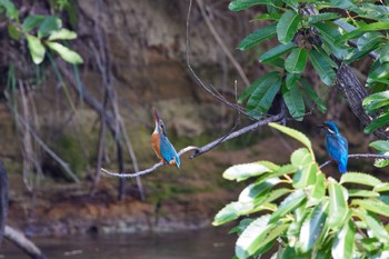 Common Kingfisher 大阪都市公園 Fri, 6/17/2022