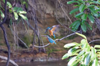 Common Kingfisher 大阪都市公園 Fri, 6/17/2022