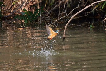 Common Kingfisher 大阪都市公園 Fri, 6/17/2022