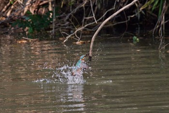 Common Kingfisher 大阪都市公園 Fri, 6/17/2022