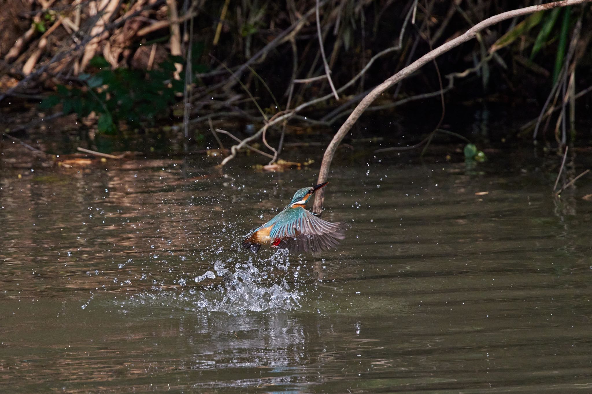 Photo of Common Kingfisher at 大阪都市公園 by 明石のおやじ