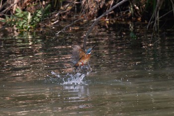 Common Kingfisher 大阪都市公園 Fri, 6/17/2022