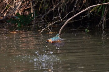 Common Kingfisher 大阪都市公園 Fri, 6/17/2022