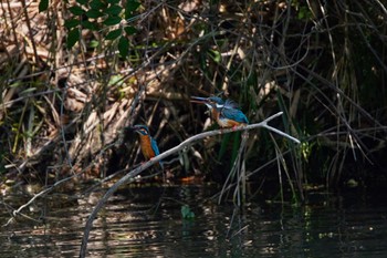 Common Kingfisher 大阪都市公園 Fri, 6/17/2022