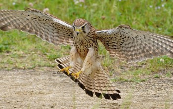 2022年6月17日(金) 淀川河川公園の野鳥観察記録