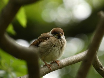 2022年6月17日(金) 北海道大学植物園の野鳥観察記録