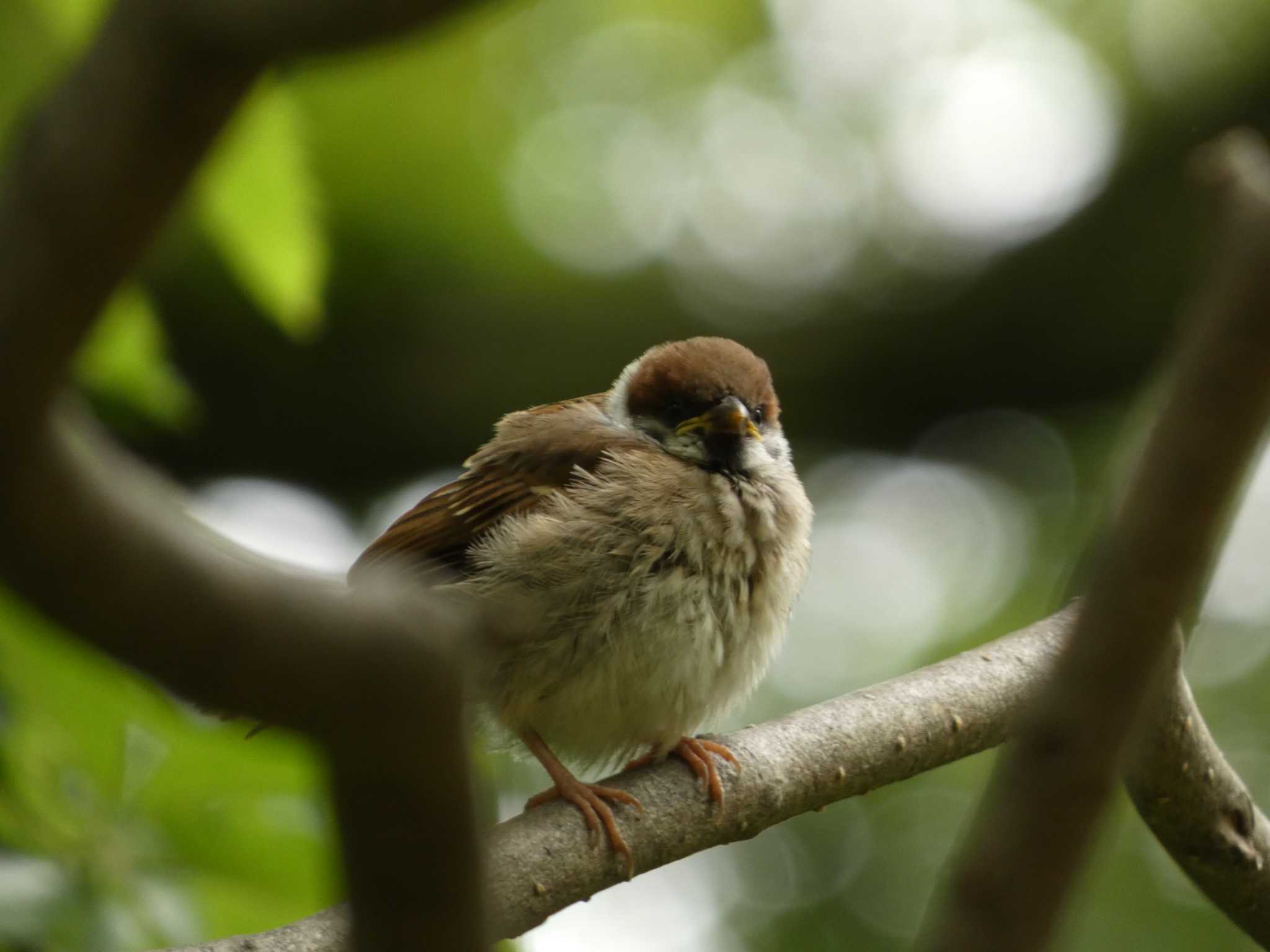 北海道大学植物園 スズメの写真 by かせん