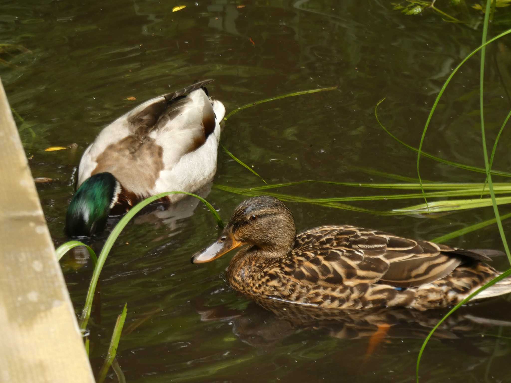 中島公園 マガモの写真 by かせん