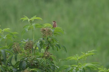 Fri, 6/17/2022 Birding report at 札幌モエレ沼公園