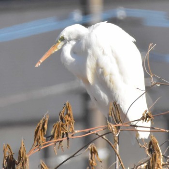 Great Egret 多摩川 Mon, 1/1/2018