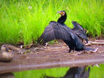 カワウ 戸隠森林公園 2022年6月16日(木)