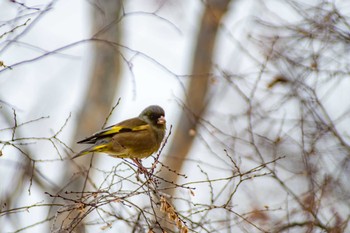 Grey-capped Greenfinch 津堂城山古墳 Wed, 1/3/2018