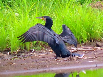 カワウ 戸隠森林公園 2022年6月16日(木)