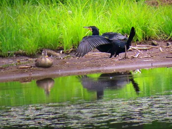 カワウ 戸隠森林公園 2022年6月16日(木)