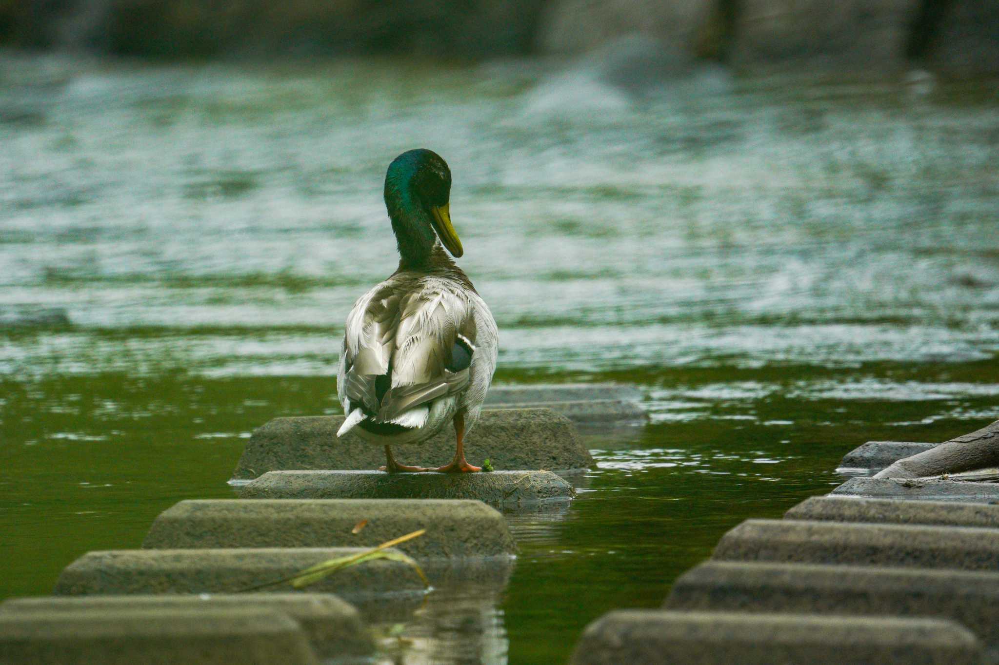 Mallard