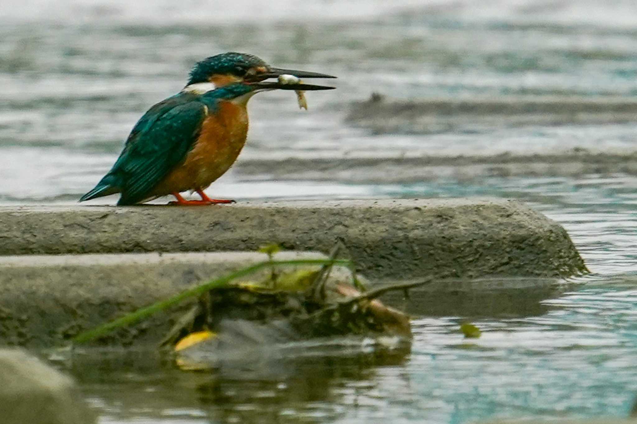 カワセミ