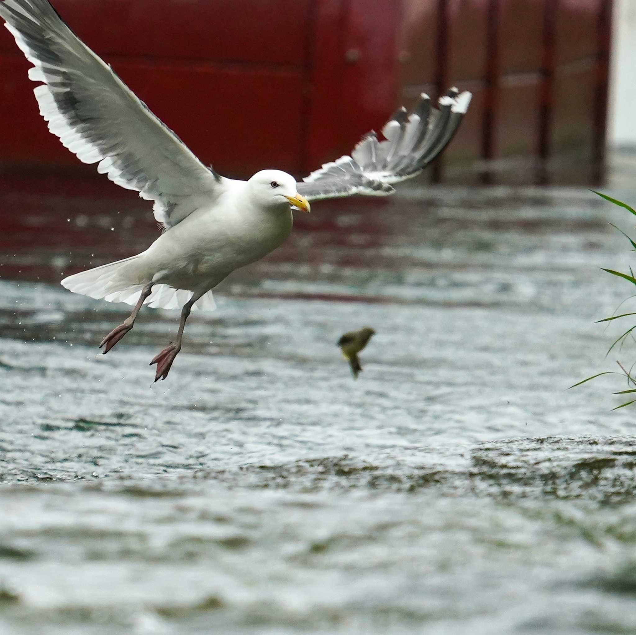 Grey Wagtail