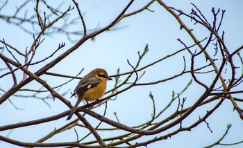 Bull-headed Shrike 古室山 Wed, 1/3/2018