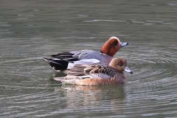 Eurasian Wigeon 北海道　函館市　松倉川 Wed, 1/3/2018