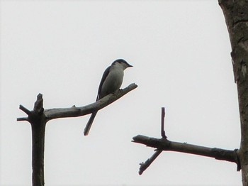 2022年6月17日(金) 山梨県南巨摩郡早川町の野鳥観察記録