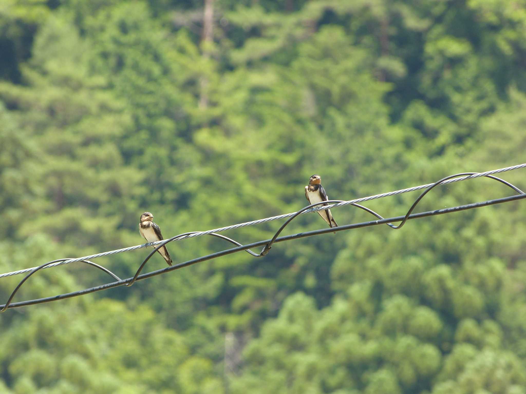 Barn Swallow