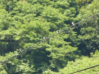 ツバメ 山梨県南巨摩郡早川町 2022年6月17日(金)