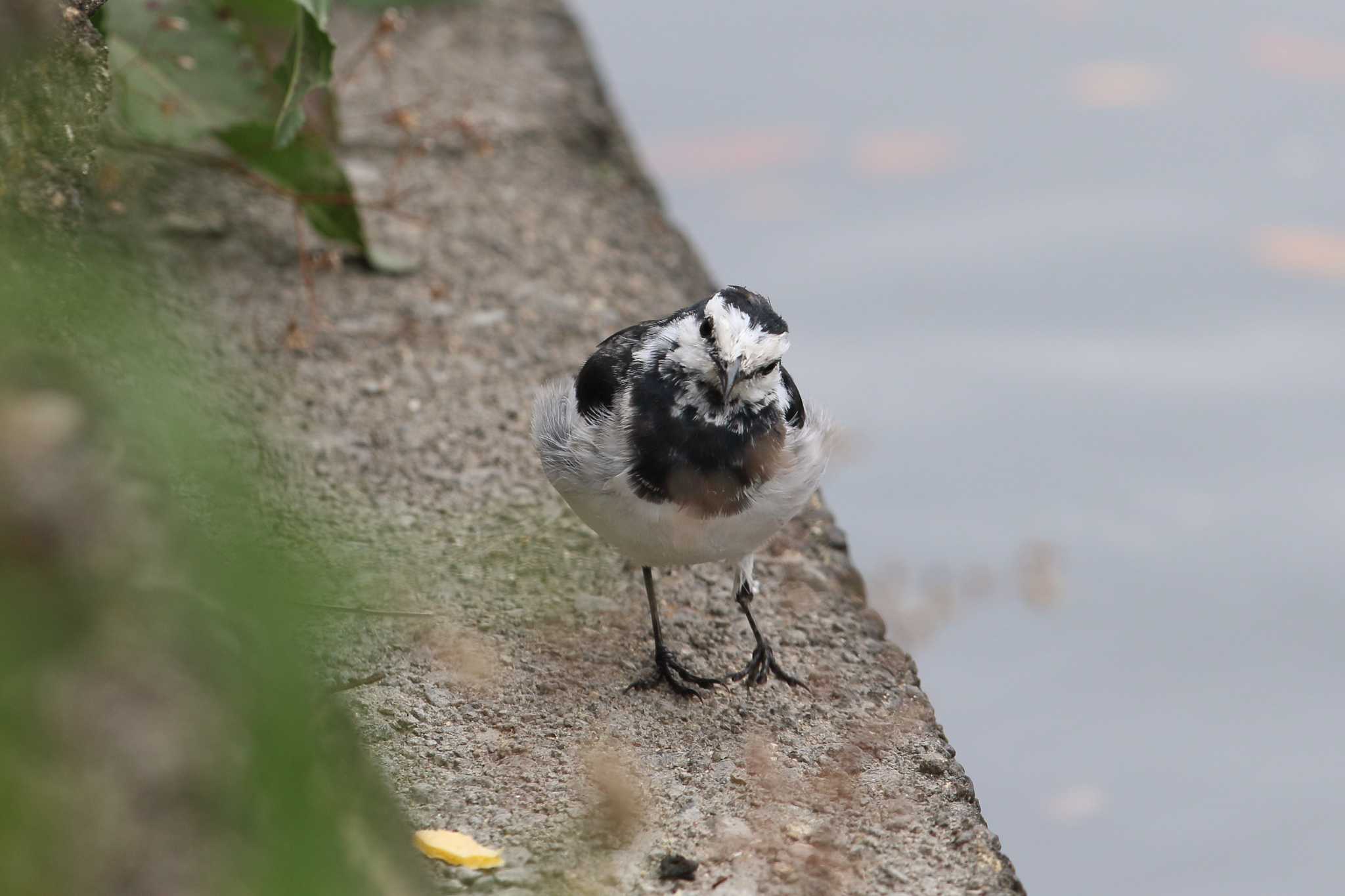 明石公園のハクセキレイ