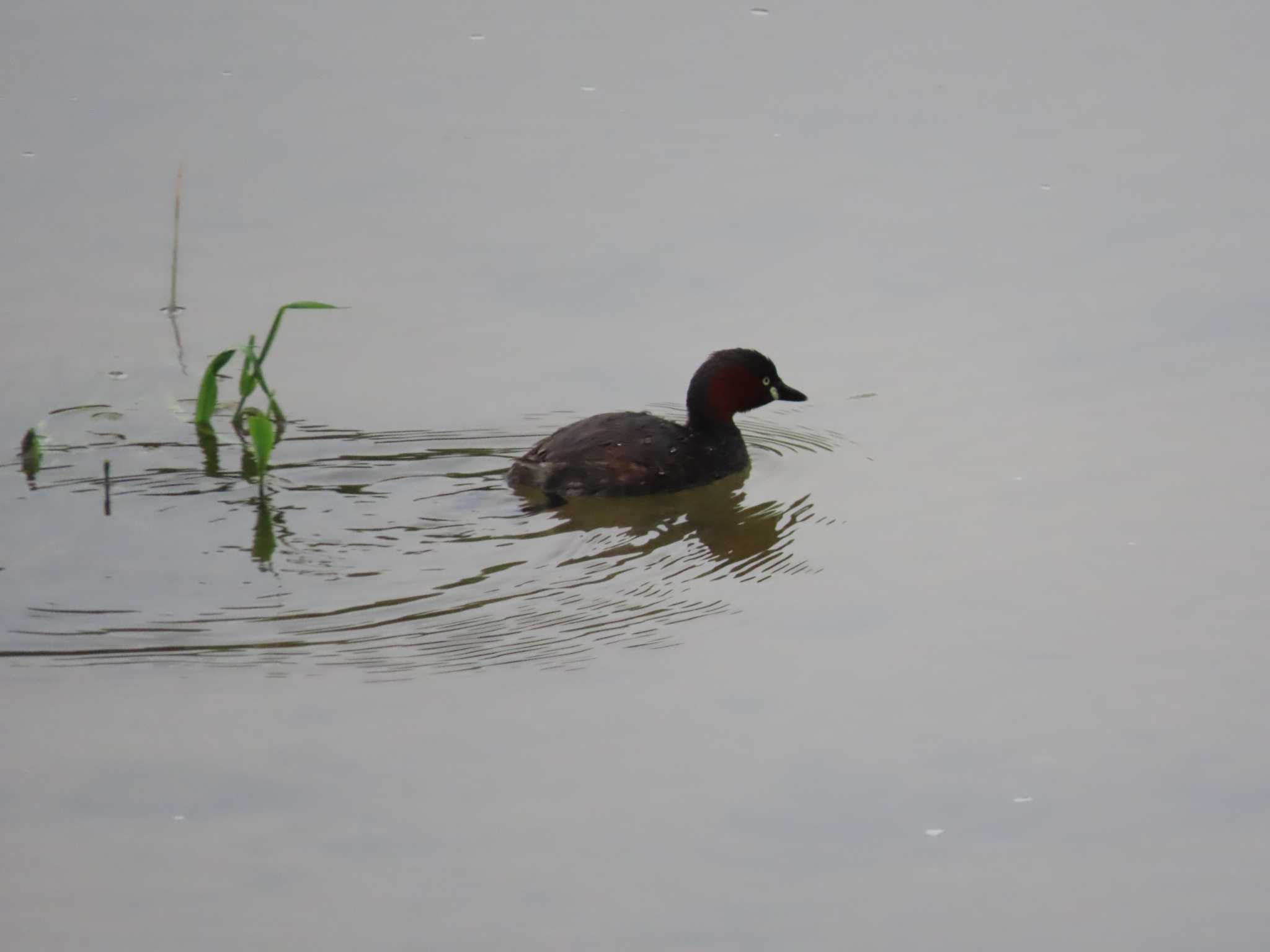 Photo of Little Grebe at 海蔵川 by sword-fish8240